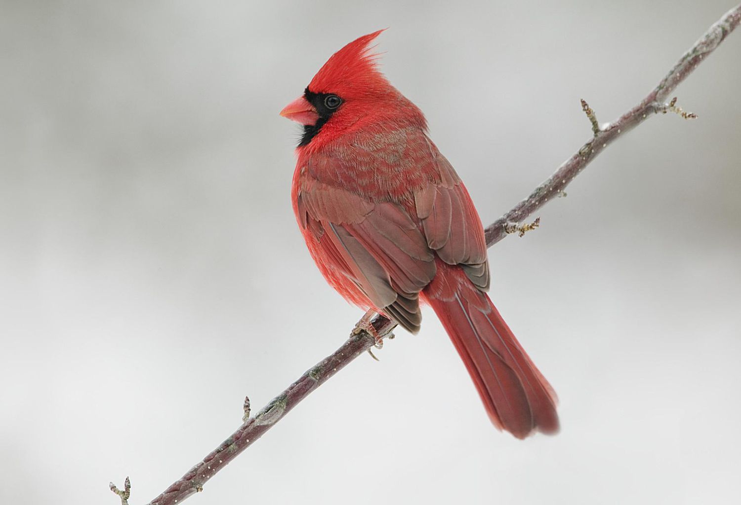 Tòtems d'animals: Galeria de fotos de Tòtems d'ocells
